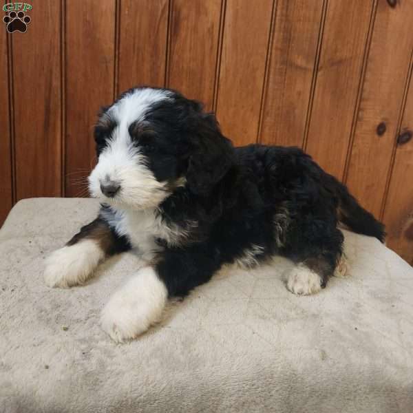 Millo, Bernedoodle Puppy